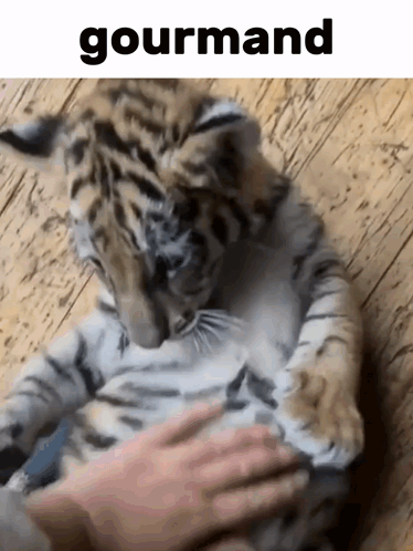 a tiger cub is being petted by a person and the word gourmand is above it