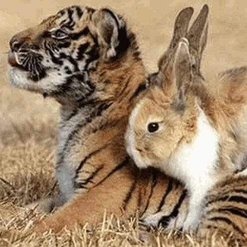 A Tiger Cub Laying Next To A Small Rabbit GIF
