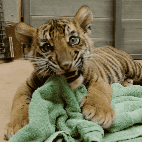 A Tiger Cub Laying On A Green Towel Looking At The Camera GIF
