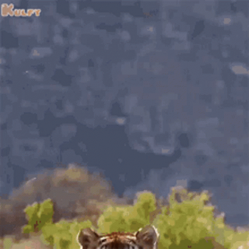 A Tiger Is Jumping In The Air In A Field . GIF