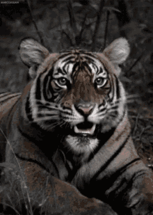 A Tiger Is Laying Down With Its Mouth Open GIF