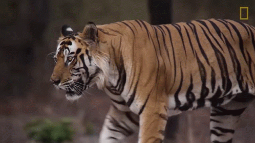 A Tiger Is Walking In The Woods With A National Geographic Logo In The Background GIF