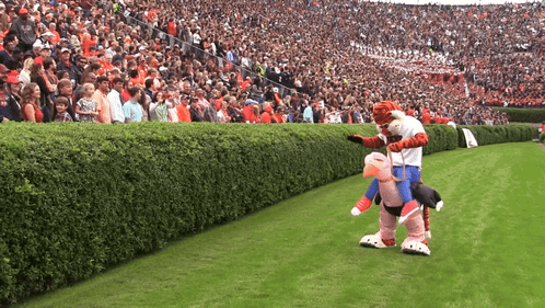 A Tiger Mascot Is Carrying A Pig On His Back In Front Of A Crowd GIF