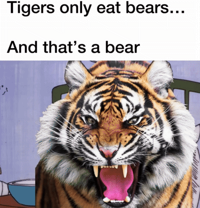 A Tiger With Its Mouth Open And The Words Tigers Only Eat Bears And That 'S A Bear Below It GIF