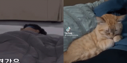 A Tik Tok Video Of A Cat Sleeping Next To A Person Sleeping GIF