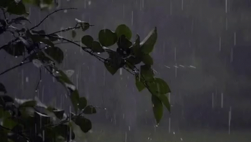 A Tree Branch In The Rain With Leaves Covered In Water Drops . GIF