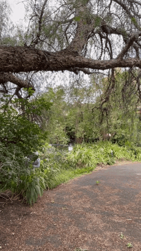 A Tree Branch Is Hanging Over A Road In The Woods GIF