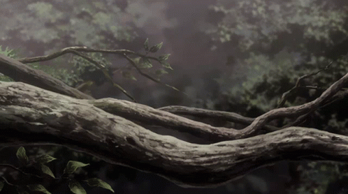 A Tree Branch With A Lot Of Branches And Leaves On It GIF