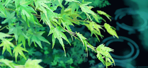A Tree Branch With Green Leaves And Water Drops GIF