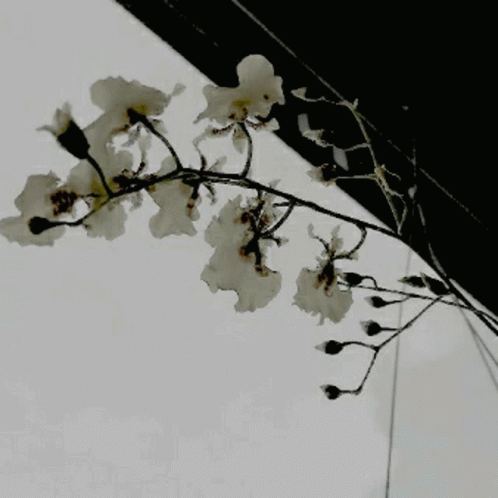 A Tree Branch With White Flowers Against A White Sky GIF
