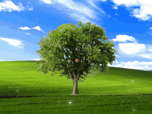 A Tree In A Grassy Field With A Blue Sky GIF