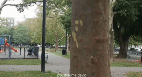 A Tree In A Park With The Words Justcallme.david On The Bottom GIF