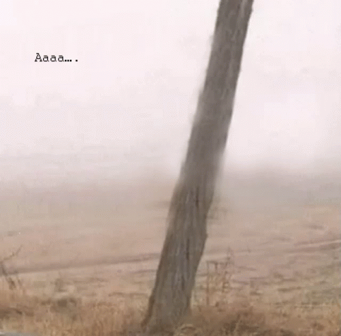 A Tree In The Middle Of A Field With The Word Aaaa Written On The Bottom GIF