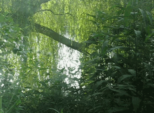 A Tree With Lots Of Green Leaves Is Reflected In A Pond GIF