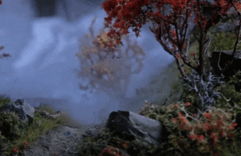 A Tree With Red Leaves Is Surrounded By Rocks And Moss GIF