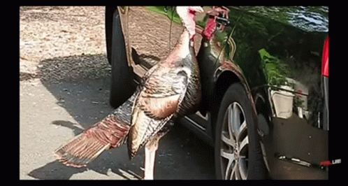 A Turkey Is Standing Next To A Car On The Side Of A Road . GIF