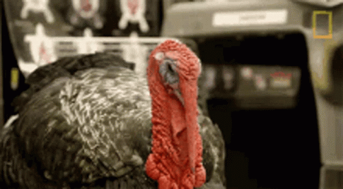 A Turkey With A Red Beak Is Standing In Front Of A National Geographic Sign GIF