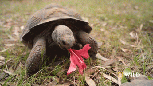 A Turtle Eating A Red Flower With A National Geographic Logo In The Corner GIF