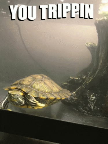 A Turtle In A Tank With The Words You Trippin Written Above It GIF