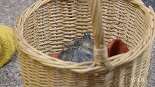 A Turtle In A Wicker Basket With A National Geographic Logo GIF
