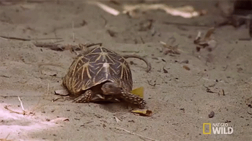 A Turtle Is Crawling On The Ground In The Sand . GIF