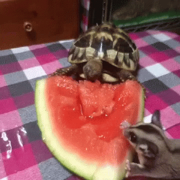 A Turtle Is Eating A Slice Of Watermelon Next To A Glider GIF