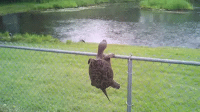 A Turtle Is Hanging Upside Down On A Fence Next To A Body Of Water . GIF