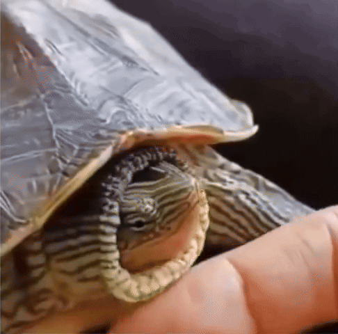 A Turtle Is Laying On A Person 'S Hand And Looking At The Camera GIF