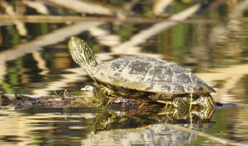 A Turtle Is Sitting On A Log In A Body Of Water GIF
