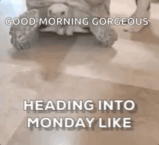 A Turtle Is Sitting On Top Of A Dog On A Tile Floor . GIF