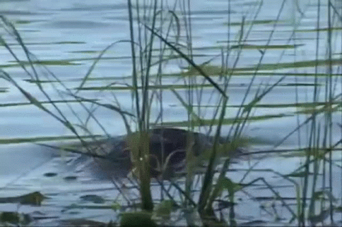 A Turtle Is Swimming In A Lake With Tall Grass In The Foreground . GIF