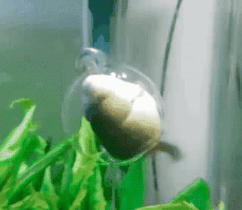 A Turtle Is Swimming In A Tank With Green Plants .. GIF