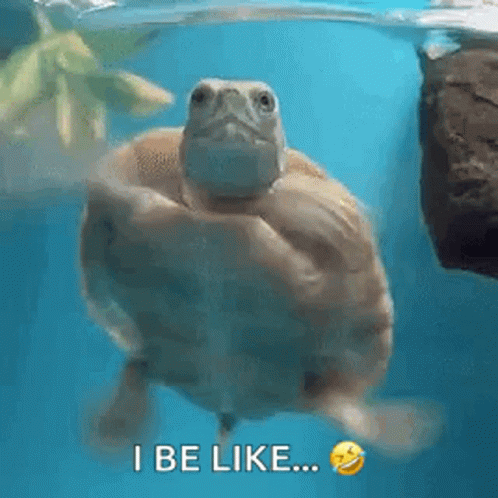 A Turtle Is Swimming In The Water And Saying I Be Like GIF