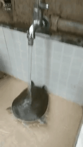 A Turtle Is Swimming Under A Faucet In A Sink . GIF
