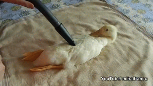 a vacuum cleaner is being used to clean a duck laying on a bed