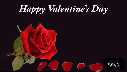 Valentine's Day Card With Rose And Happy Valentine's Day You Are My Forever Rose GIF