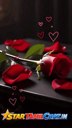 Valentine's Day Card With Roses And Hearts GIF