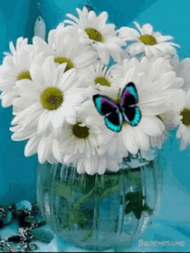 A Vase Filled With White Daisies With A Blue Butterfly On Top GIF