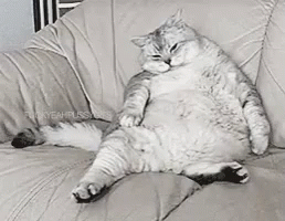 A Very Fat Cat Is Laying On A Couch GIF