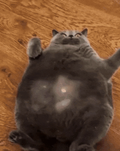 A Very Fat Cat Is Laying On Its Back On A Wooden Floor GIF