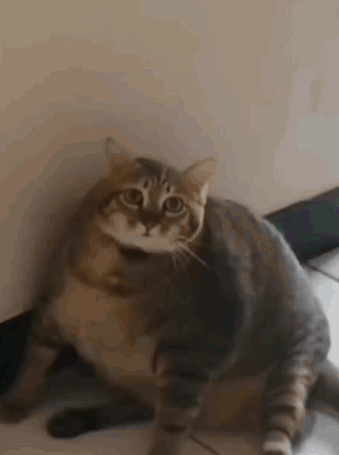 A Very Fat Cat Is Sitting On The Floor Looking At The Camera . GIF