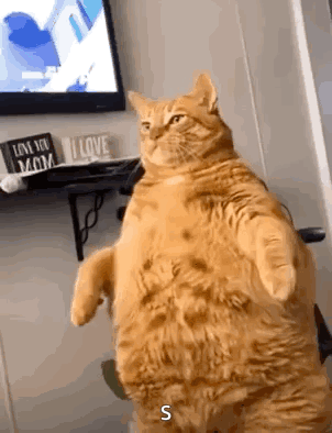 A Very Fat Cat Is Standing On Its Hind Legs In Front Of A Television . GIF