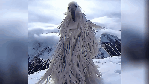 Long White Furry Animal In Snow With Mountains GIF