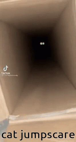 A Video Of A Cat Jumping Out Of A Cardboard Box With The Caption Cat Jumpscare GIF