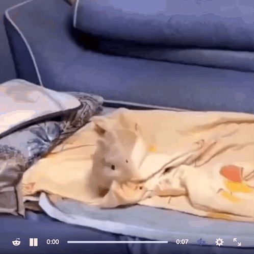 A Video Of A Cat Laying On A Couch With The Time Of 0:07 Showing GIF