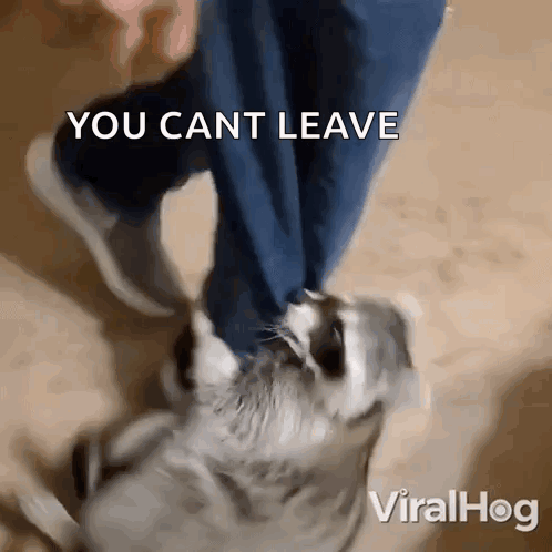 A Video Of A Dog Being Kicked By A Person With The Caption You Cant Leave GIF