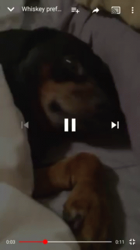 A Video Of A Dog Is Being Played On A Cell Phone GIF