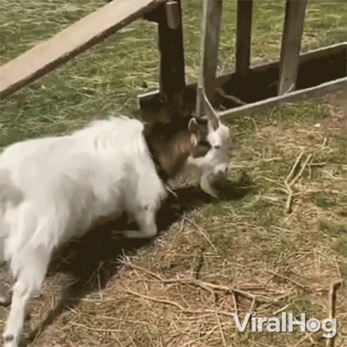 A Video Of A Goat Being Eaten By Another Goat Is Titled Viralhog GIF