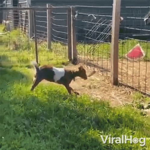 A Video Of A Goat Jumping Over A Fence With The Words Viralhog Written On The Bottom GIF