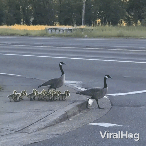 A Video Of A Goose And Ducklings Crossing A Street With Viralhog Written Below It GIF